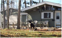 Dog Daycare